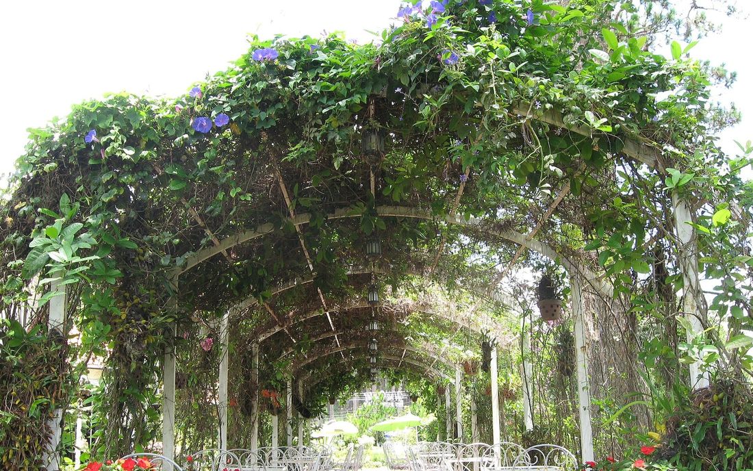 Caramanchão em arco coberto por trepadeiras com flores azuis, formando um túnel sobre mesas e cadeiras